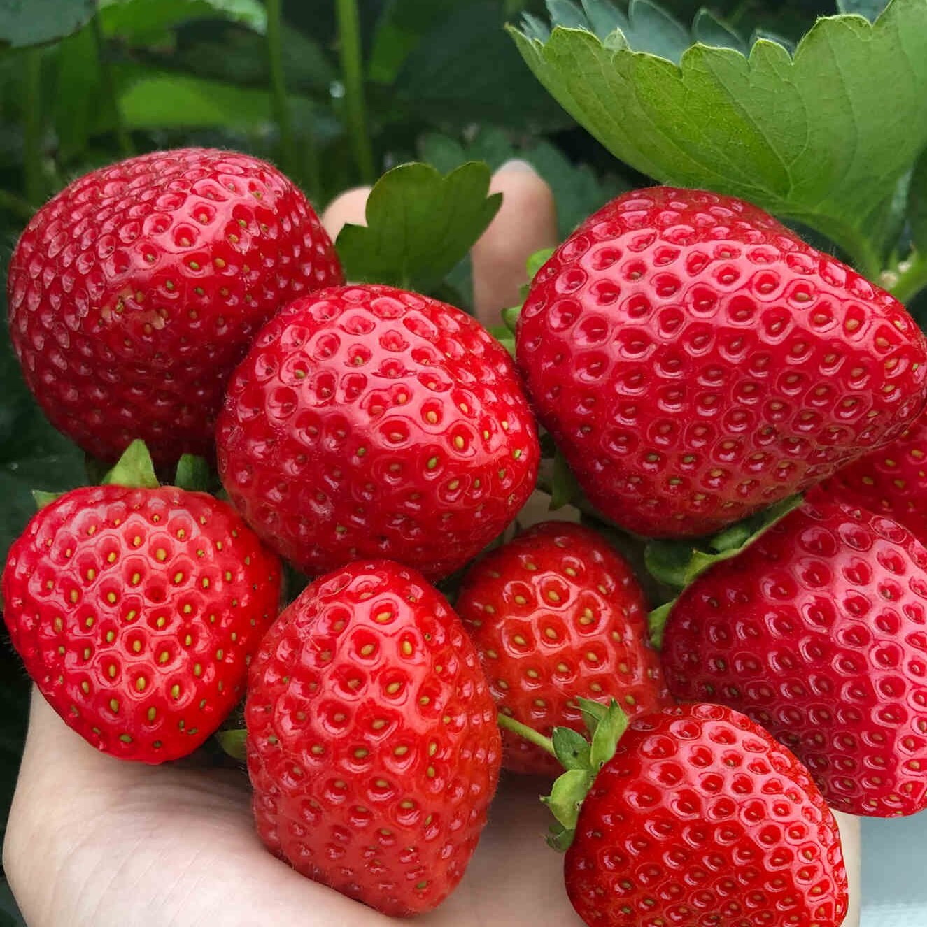 Земляника Хадемар